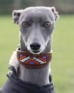 whippet greyhound collar