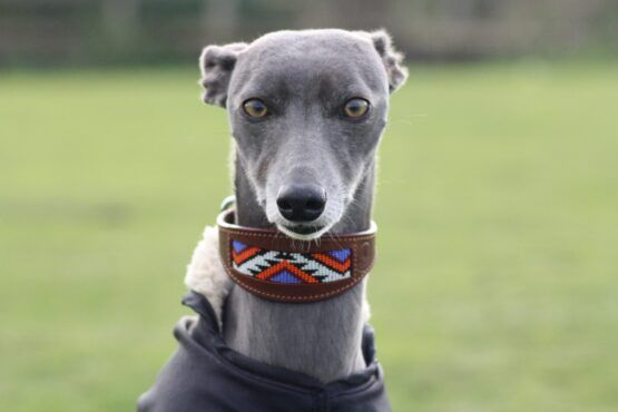 whippet greyhound collar