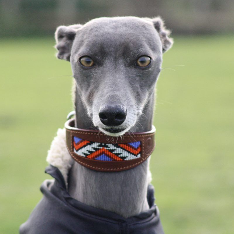 Navajo Aztec Bead Wide Leather Whippet Collar Greyhound Italian Sighthound