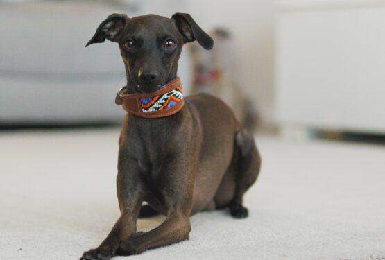 whippet greyhound collar