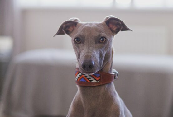 whippet greyhound collar