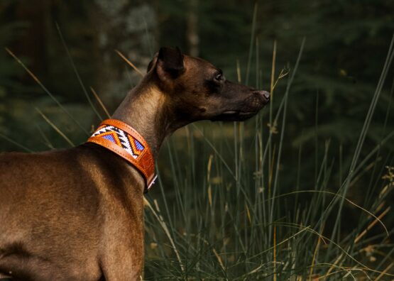 whippet greyhound collar