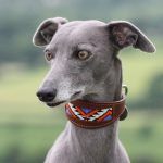 whippet greyhound collar