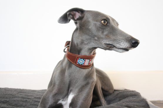 whippet greyhound collar