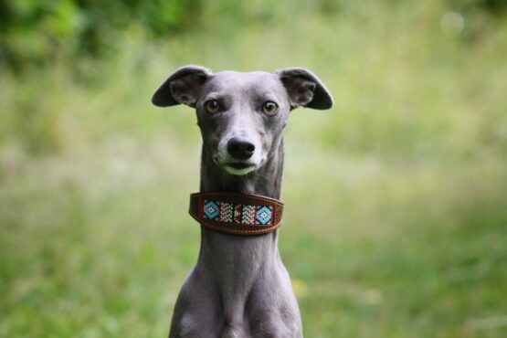 whippet greyhound collar