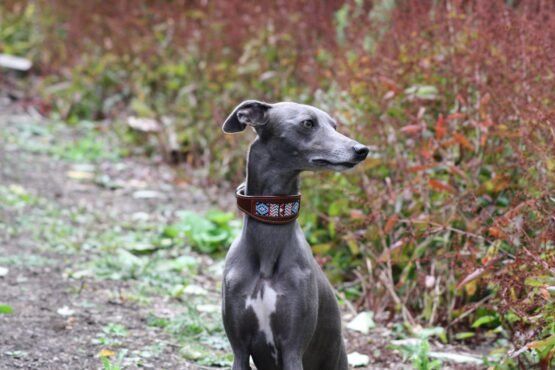 whippet greyhound collar