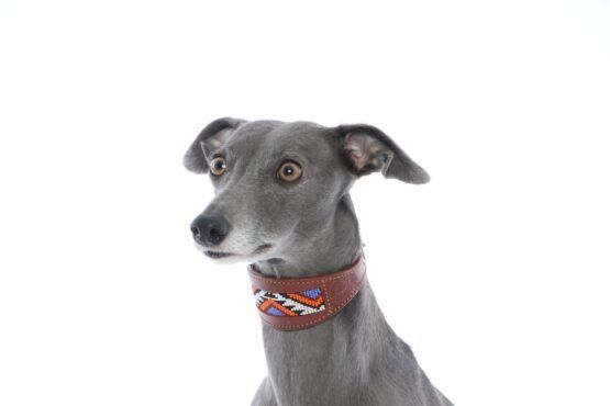 whippet greyhound collar