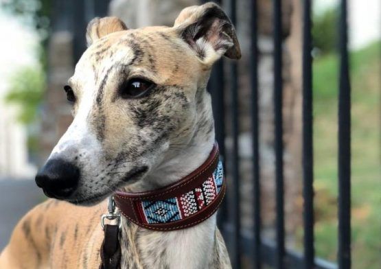 whippet greyhound collar