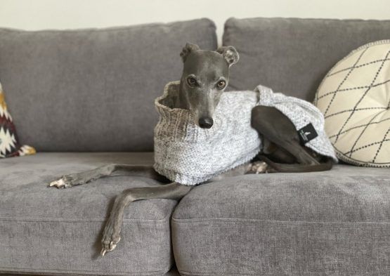 whippet greyhound jumper