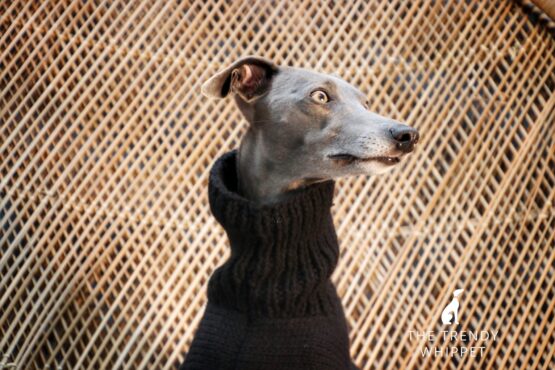 whippet greyhound jumper