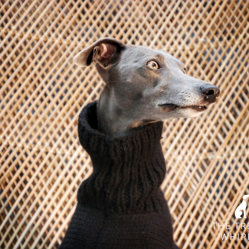 Whippet Jumper Knitting Pattern Mikes Nature