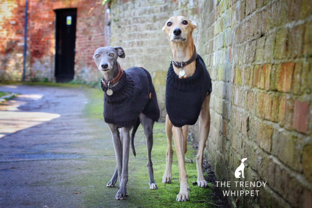 whippet greyhound jumper