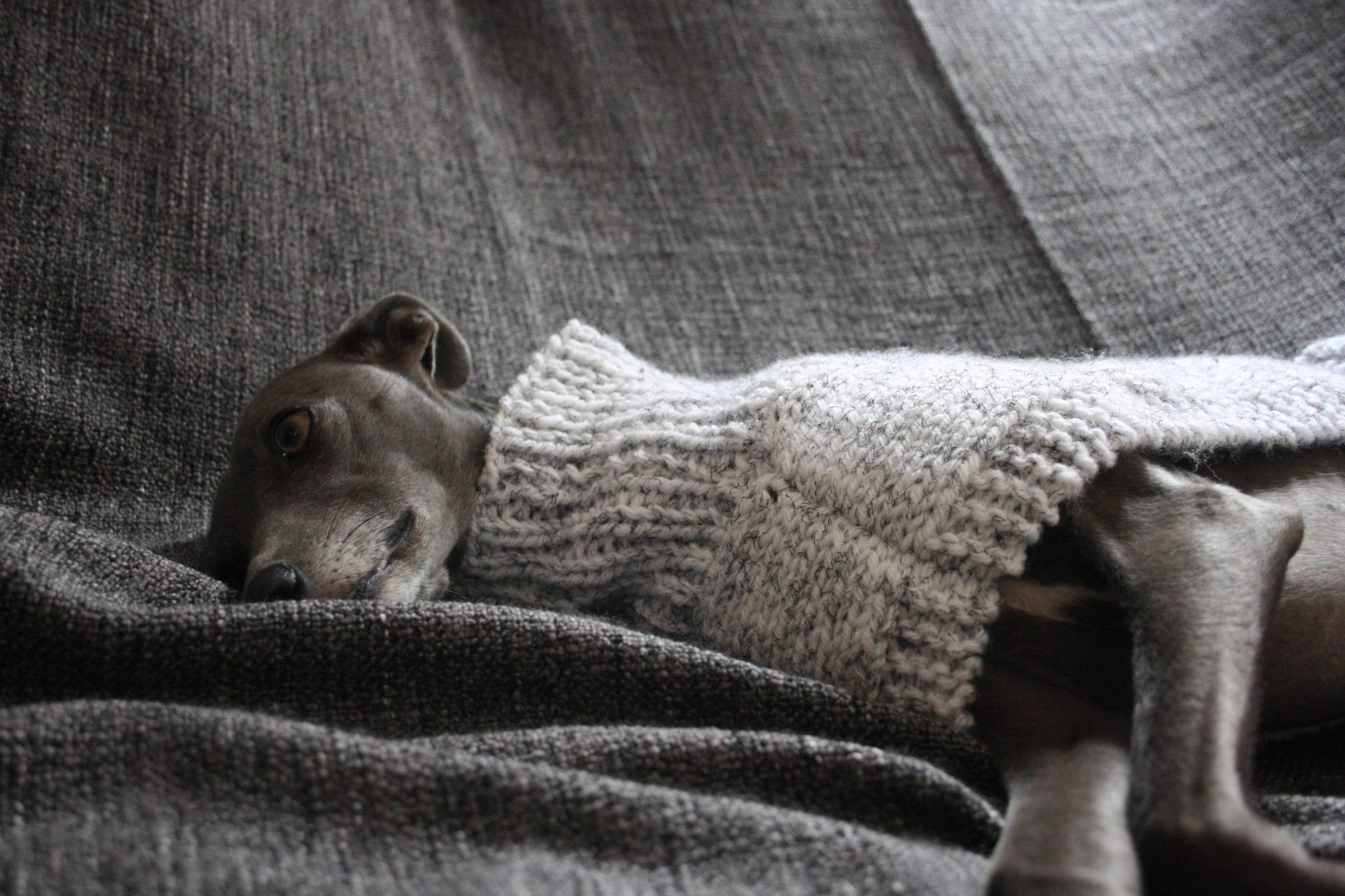 Grey Hand Knitted Whippet Jumper Greyhound, Italian Lurcher
