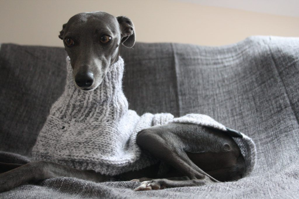 Whippet Dog Jumper
 Grey Hand Knitted Whippet Jumper