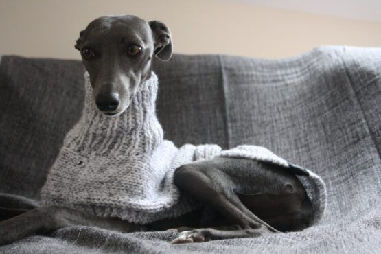 whippet greyhound jumper