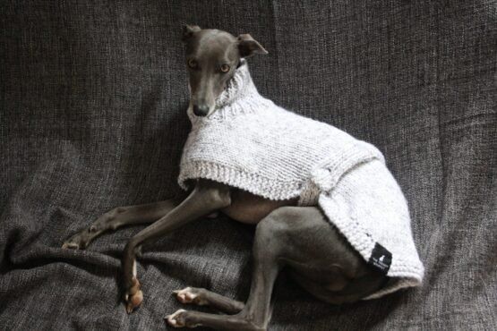 whippet greyhound jumper