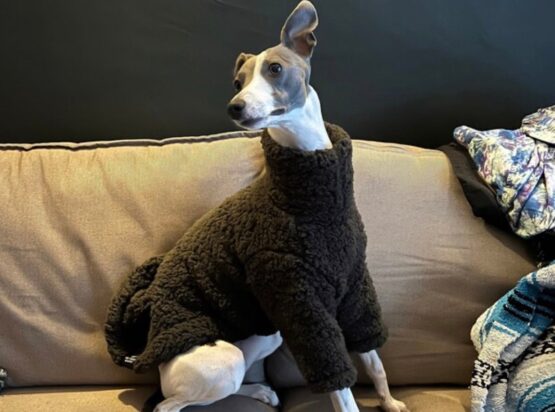 whippet greyhound jumper