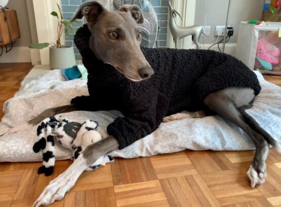 whippet greyhound jumper