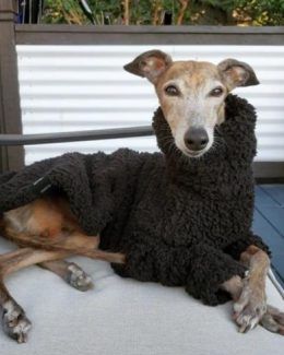 whippet greyhound jumper