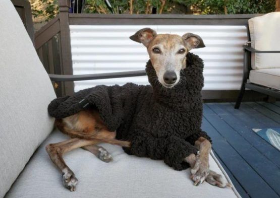 whippet greyhound jumper