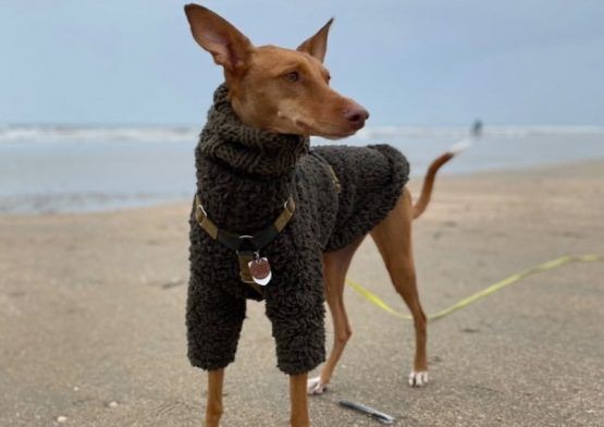 whippet greyhound jumper