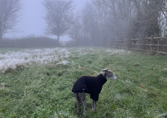 whippet greyhound jumper