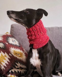 whippet greyhound snood