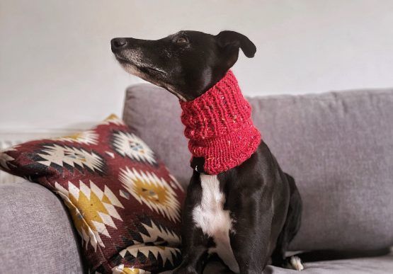 whippet greyhound snood