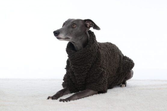 whippet greyhound jumper