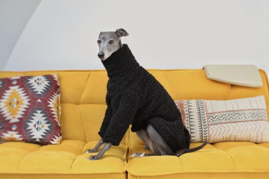 whippet greyhound jumper