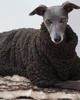 whippet greyhound jumper