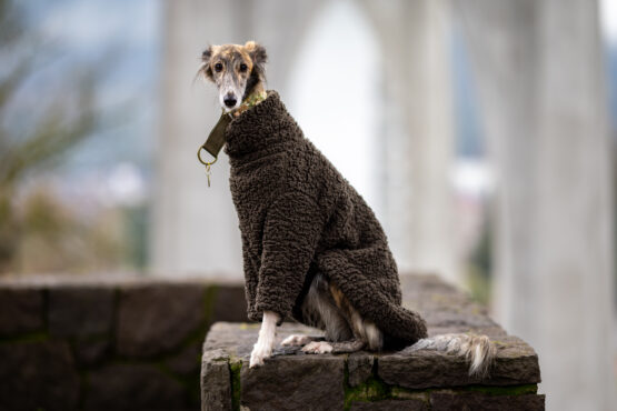 whippet greyhound jumper