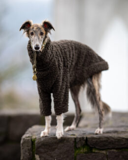 whippet greyhound jumper