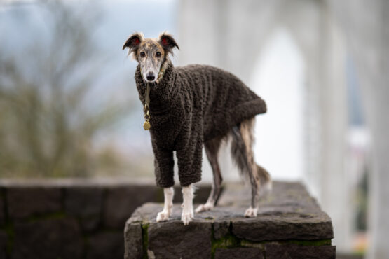 whippet greyhound jumper