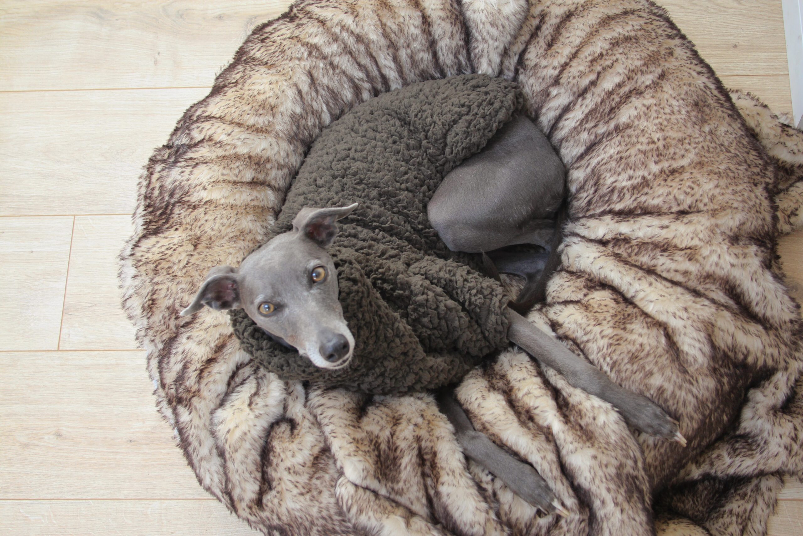whippet greyhound jumper