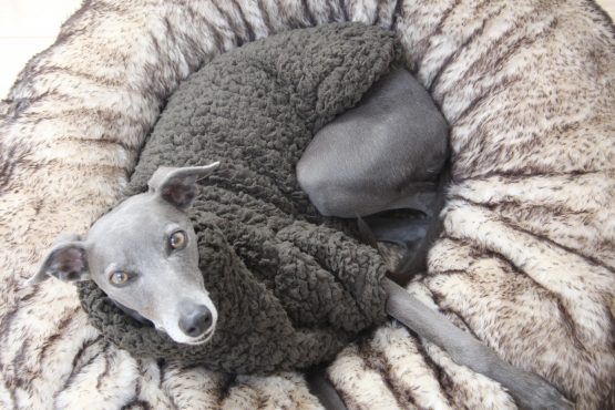 whippet greyhound jumper