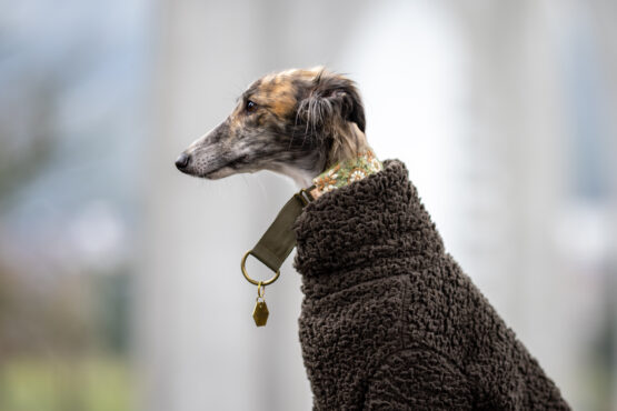 whippet greyhound jumper