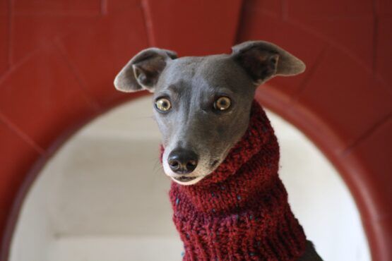 snood whippet greyhound