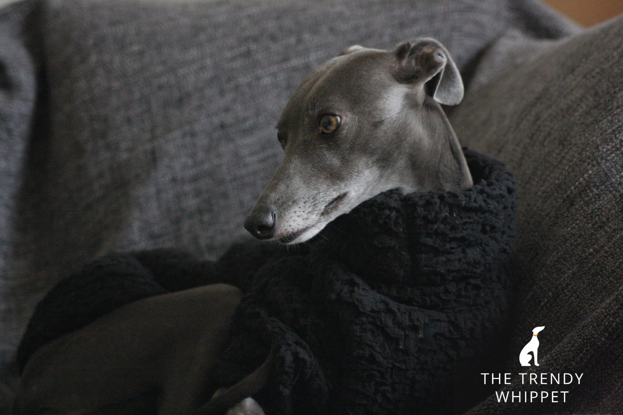 lurcher jumper