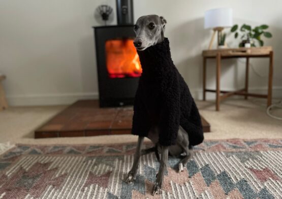 whippet greyhound jumper