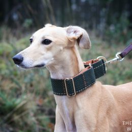 COLLARE PELLE SOFT BIANCO PER LEVRIERO, WHIPPET, PLI | Code Vanitose