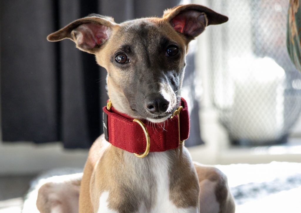 Rainbow Martingale Dog Collar – Handmade For Greyhounds, Whippets, Lurchers
