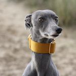 martingale collar whippet greyhound