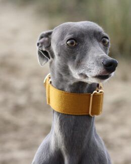 martingale collar whippet greyhound