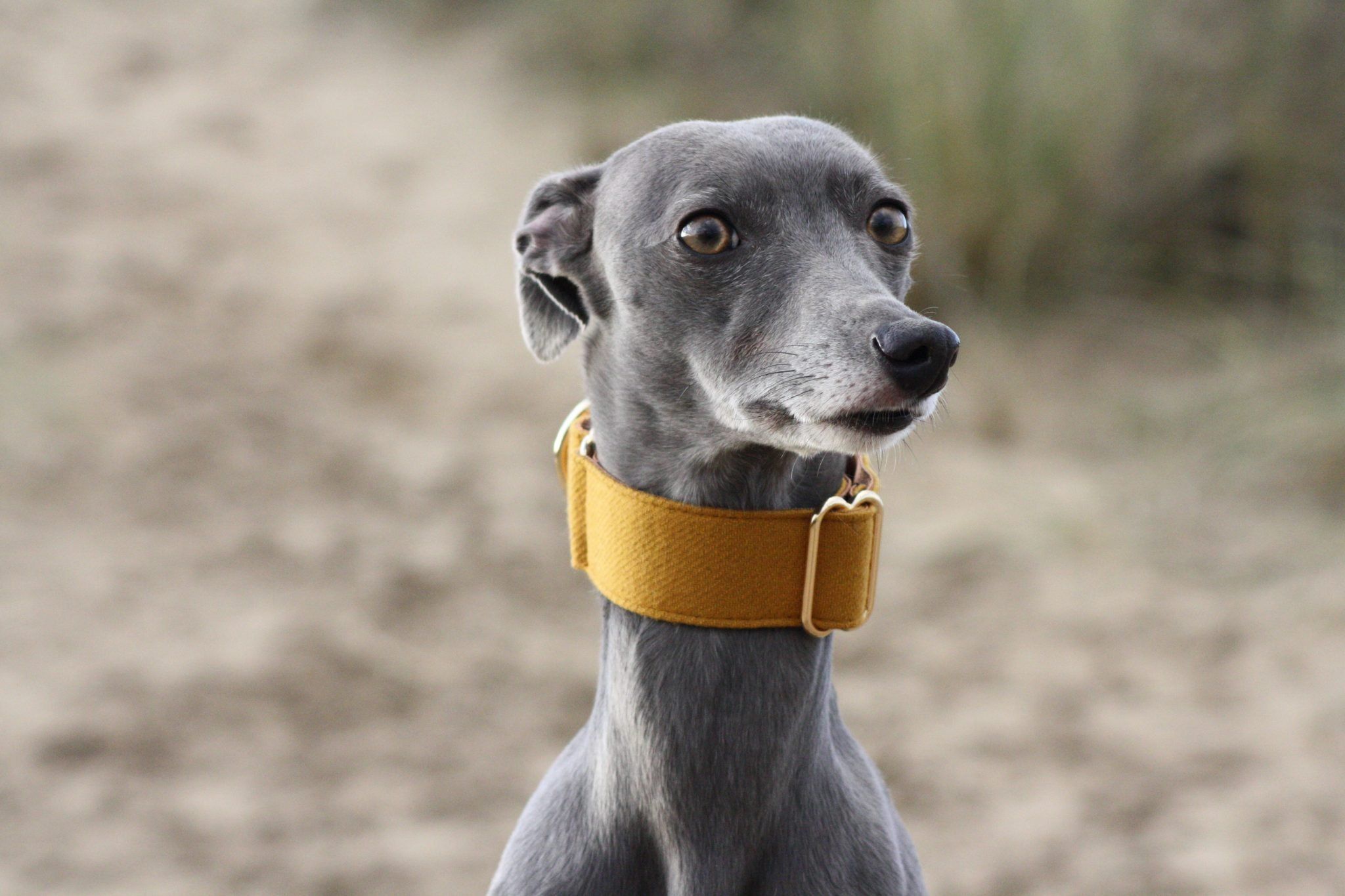 Yellow Martingale Whippet Greyhound Collar Italian Lurcher