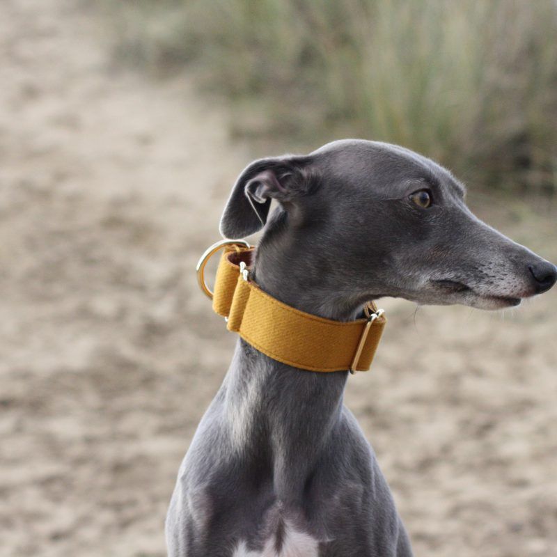 Mustard Yellow Martingale Collar Greyhound Italian Sighthound