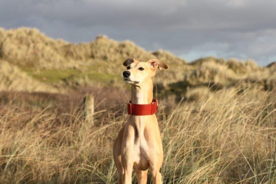 whippet greyhound martingale