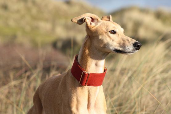 whippet greyhound collar