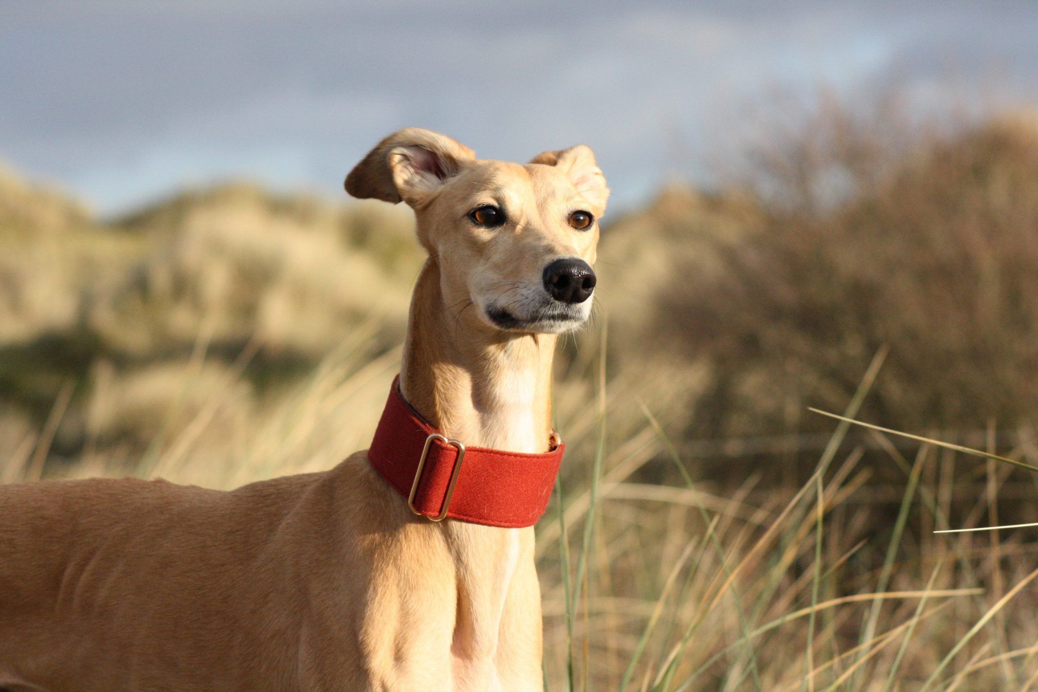 whippet greyhound martingale