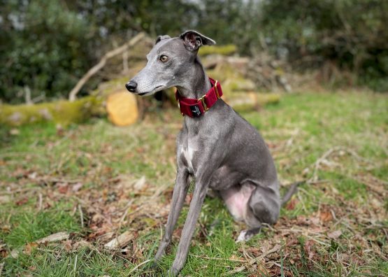 whippet greyhound collar